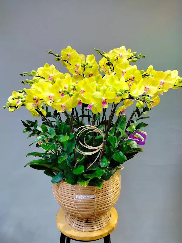 lẵng hoa hồ điệp