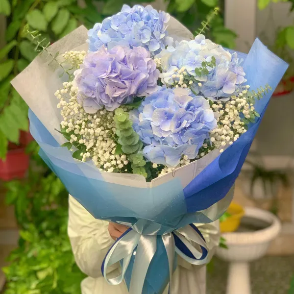 cẩm tú cầu xanh tím